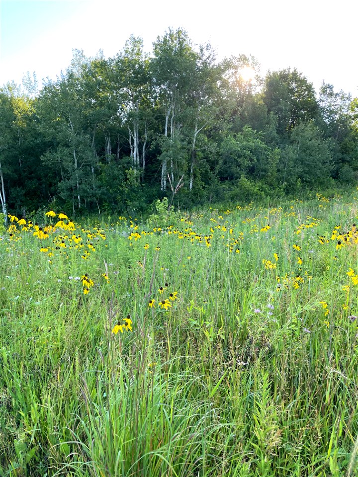 Crow Wing River park Minnesota 2022 Aug