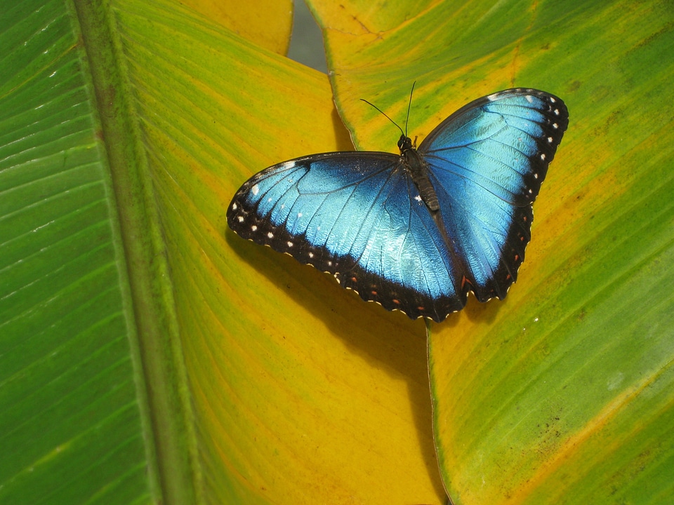 Insect leaf animal