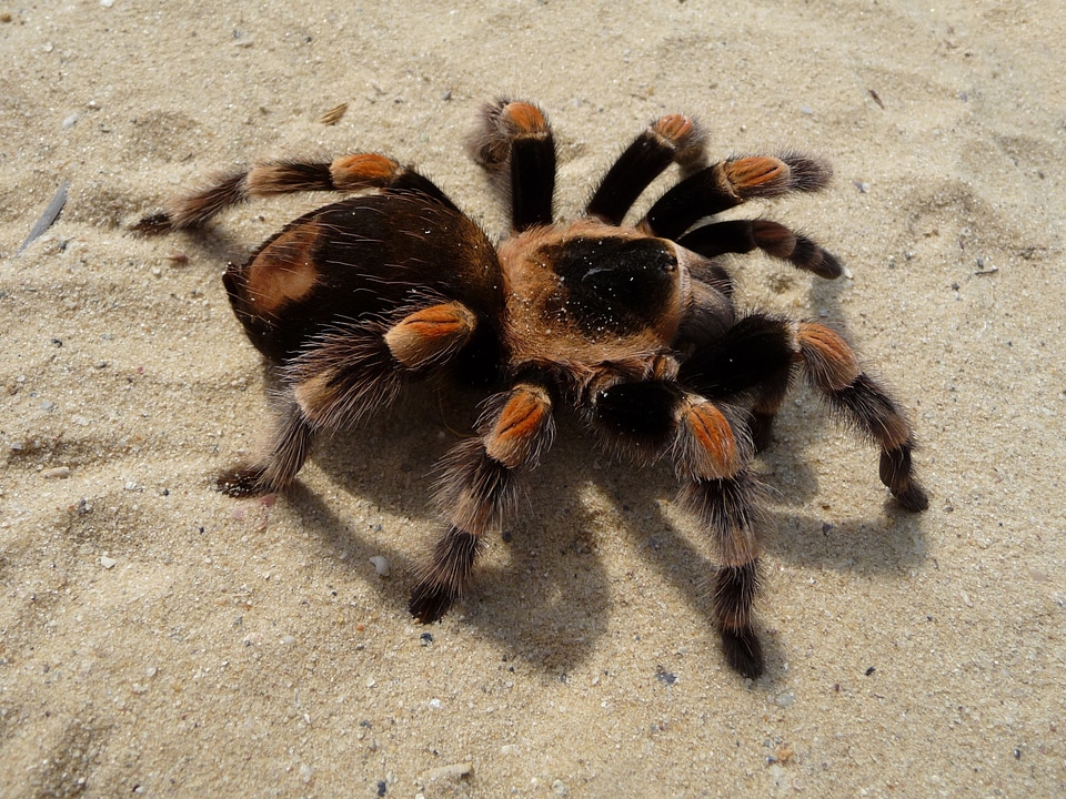 Female orange-knee, or Mexican red-kneed tarantula