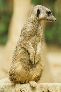 Portrait of meerkat sit on rock