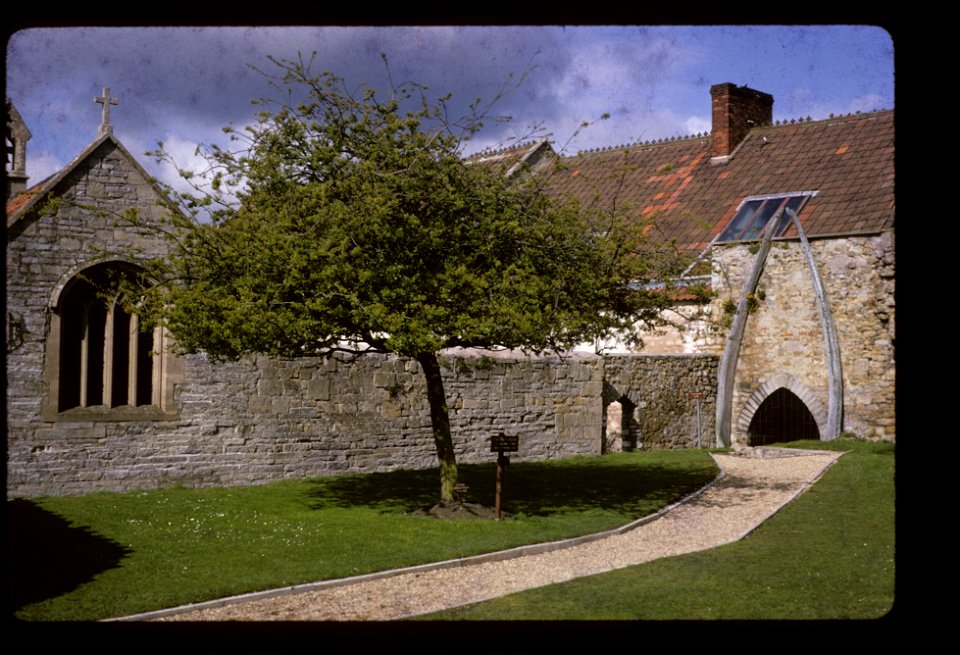 Glastonbury Thorn