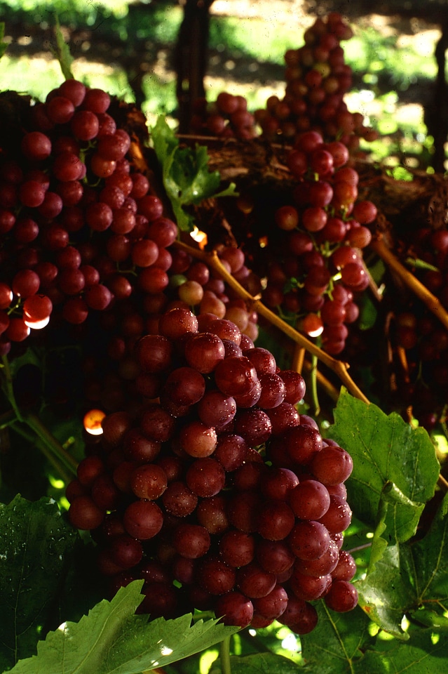 A Bunch Of Red Seedless Grapes On A Vine