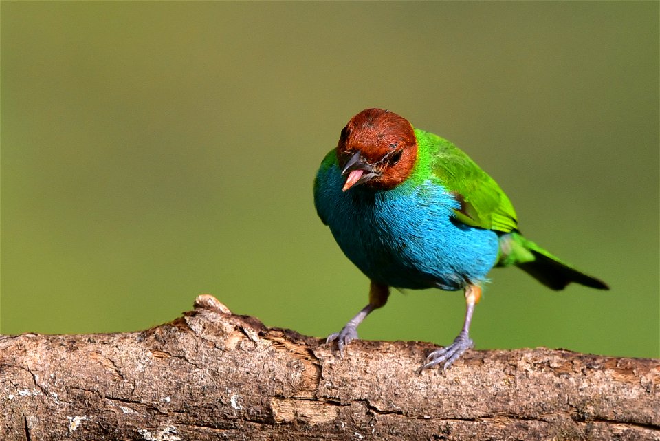 Tangara gyrola (Tángara lacrada)