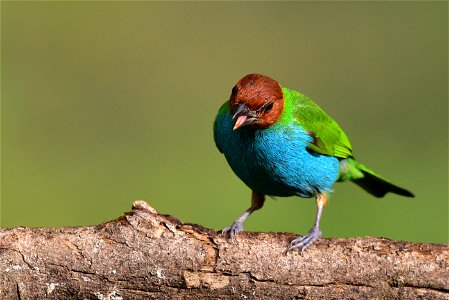 Tangara gyrola (Tángara lacrada)