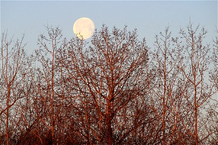 Cradled Moon In Tree Canopy