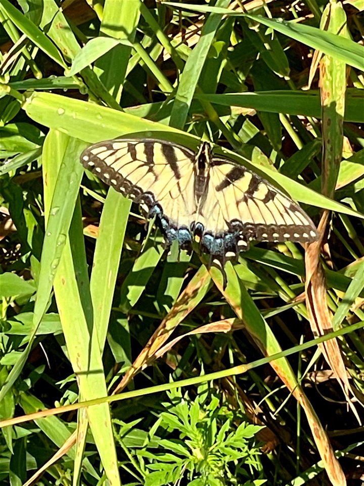Crow Wing River park Minnesota 2022 Aug