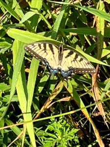 Crow Wing River park Minnesota 2022 Aug
