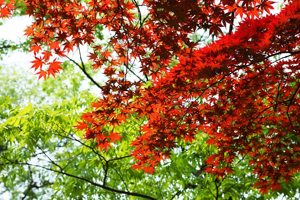 Autumn at the morning park