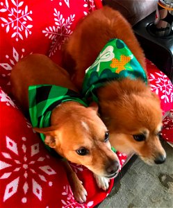 Mellow Bandit Chihuahua Dogs