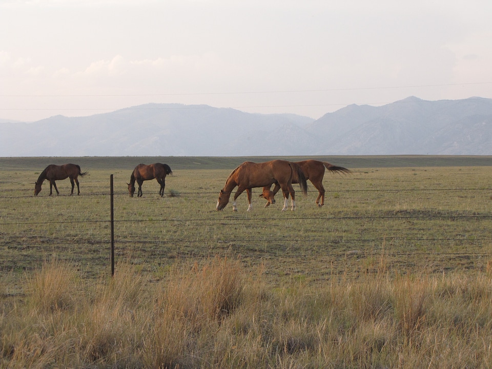 Horses in a field, landscape
