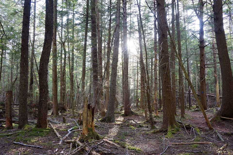 Beautiful nature at morning in the misty spring forest with sun