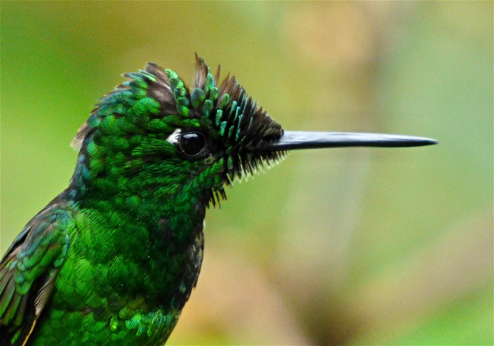 Heliodoxa imperatix