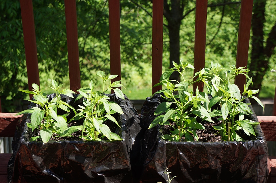 A row of rich green pot plants