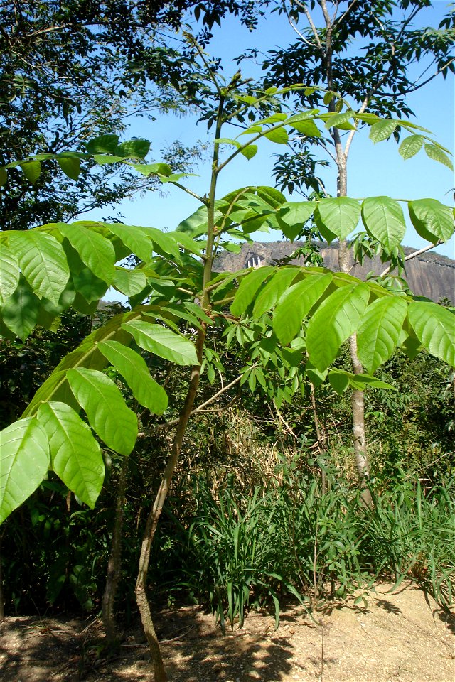 Araribá - Centrolobium robustum