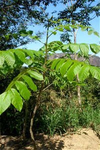 Araribá - Centrolobium robustum