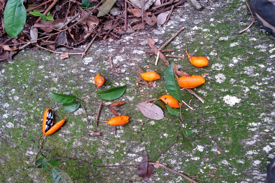 Swartzia simplex var. grandiflora (Raddi) R.S.Cowan