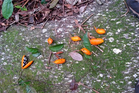 Swartzia simplex var. grandiflora (Raddi) R.S.Cowan