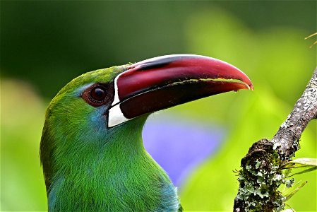 Aulacorhynchus haematopygus - Tucancito rabirrojo