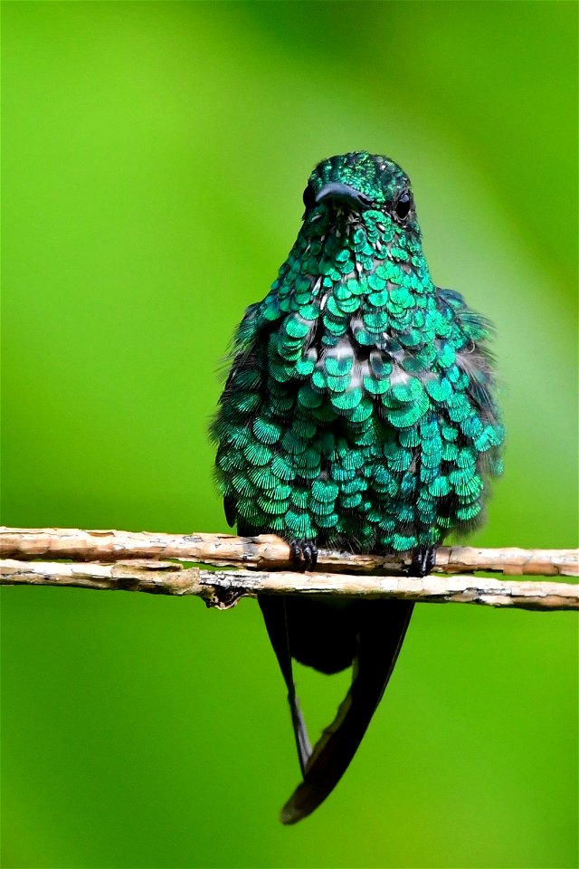 Chalybura buffonii (Colibrí de Buffon)
