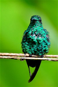 Chalybura buffonii (Colibrí de Buffon) photo