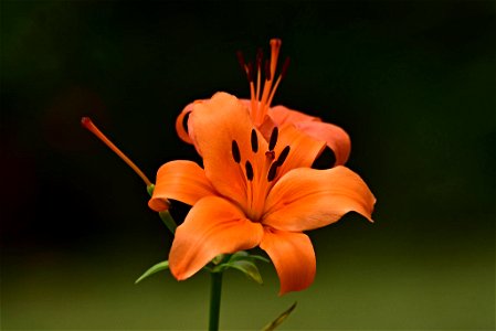 Lilium "Enchantment"