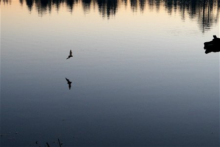 Bat over lake_1