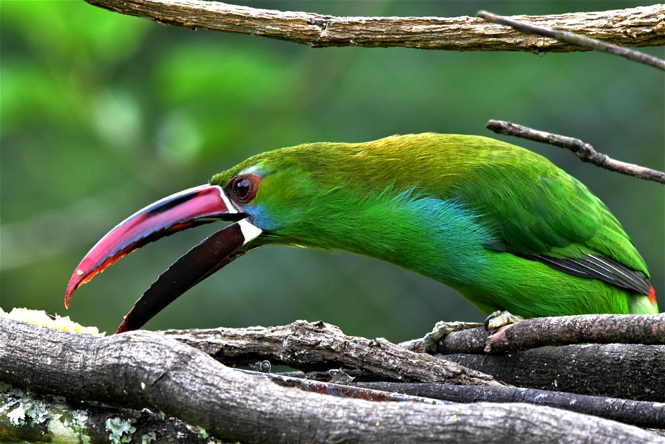 Aulacorhynchus haematopygus (Tucancito rabirrojo)