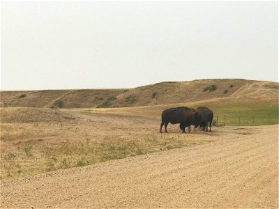Badlands Bison photo