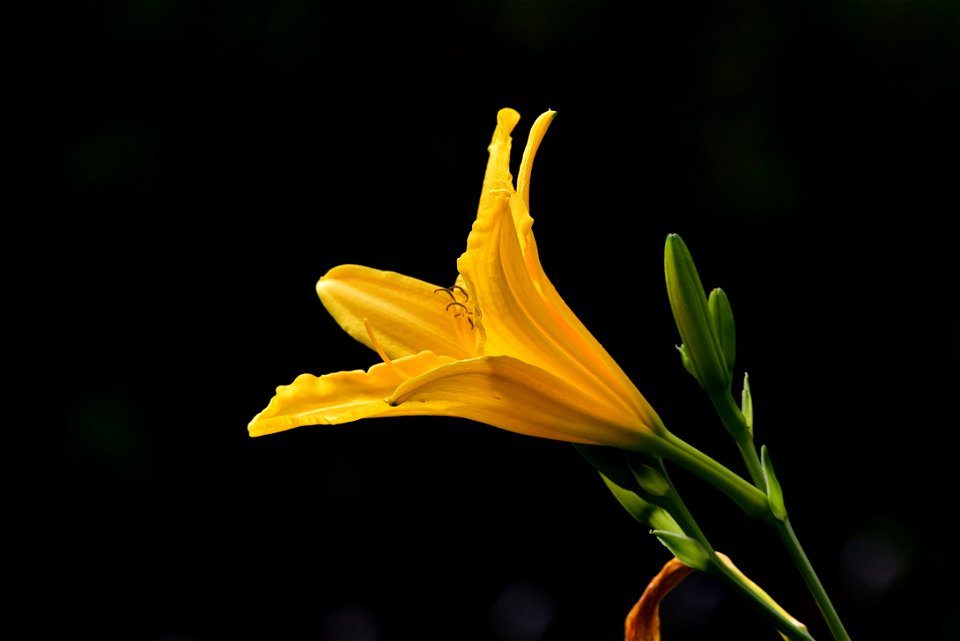 Hemerocallis flava - Lirio de un día
