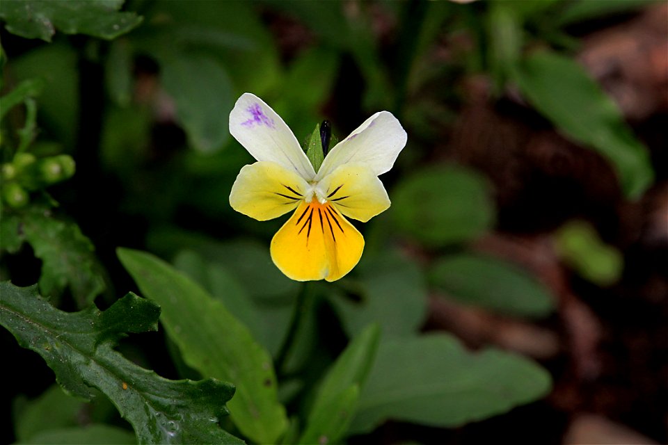 Garden Flower, Yellow Pansy