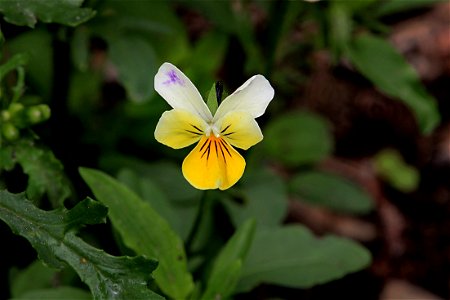 Garden Flower, Yellow Pansy photo