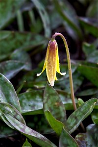 Yellow Trout Lily photo