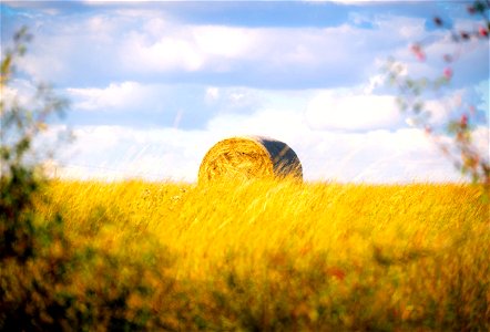 Rolled Hay in Fields - Ontario - Canada - Harvest-Time photo