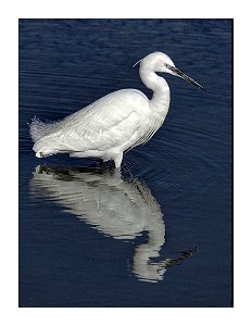Orillia Ontario - Canada - Classic pose by an Egret with reflection photo