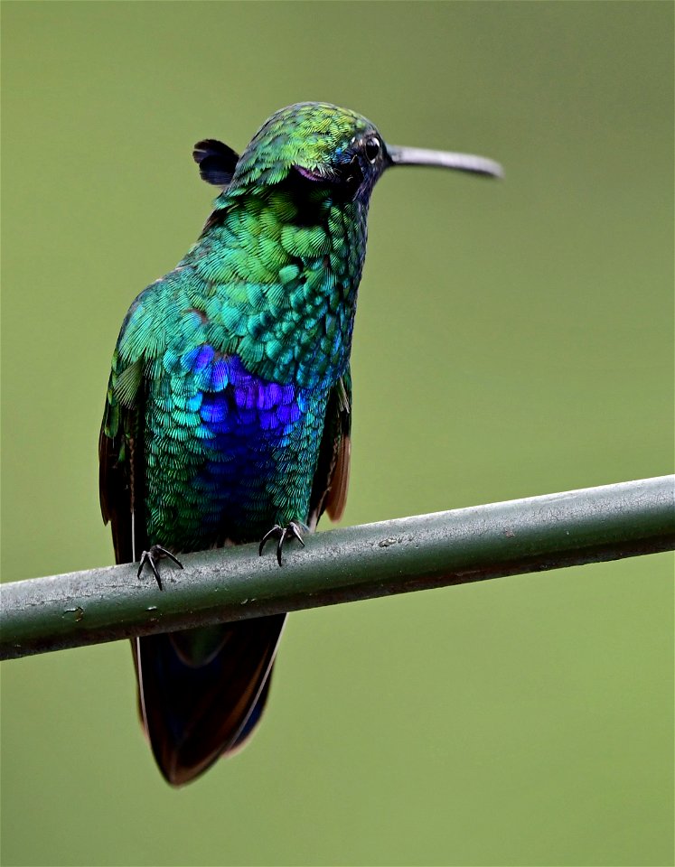 Colibri coruscans. - Chillón común