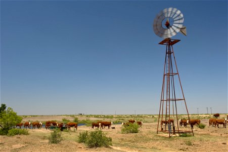 Livestock and windmill
