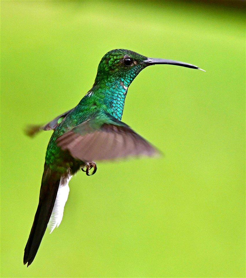 Chalybura buffonii - Colibrí de Buffon