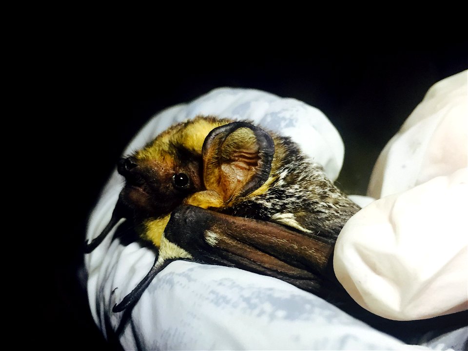 Hoary bat (Lasiurus cinereus)