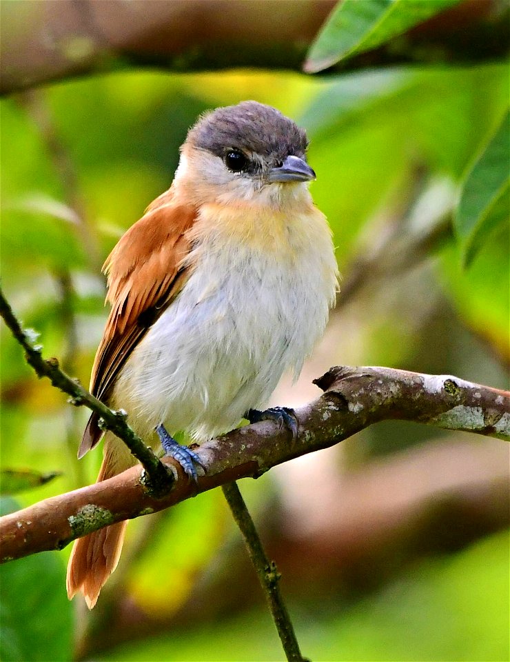 Pachyramphus rufus - Female - Juvenile