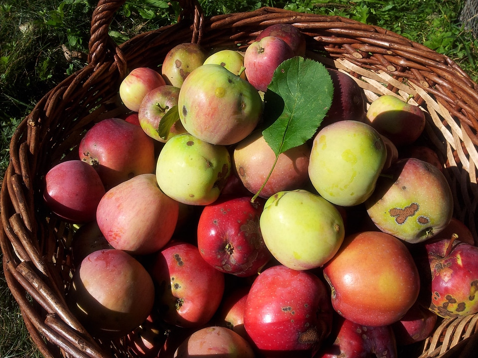 Red apple fruit food