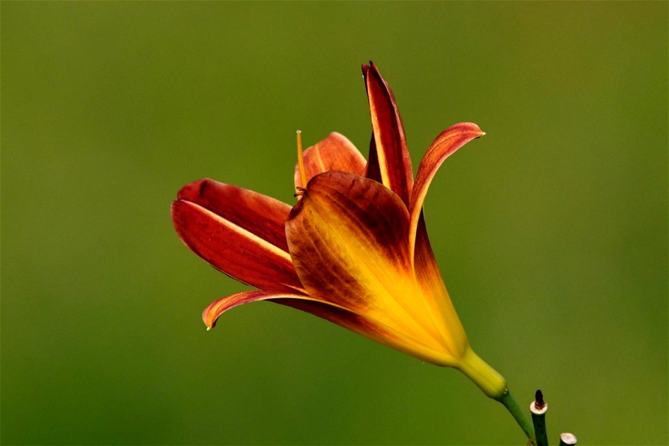 Hemerocallis sp. Lirio de un día