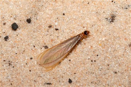 Termite photo