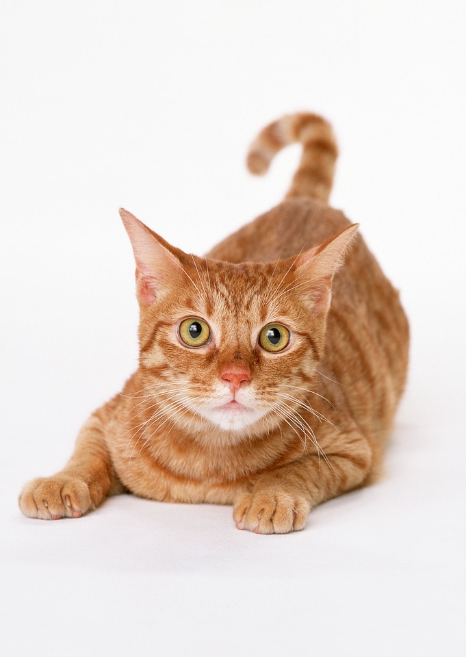 Red little cat on the isolated background