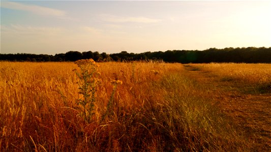 Yate Common