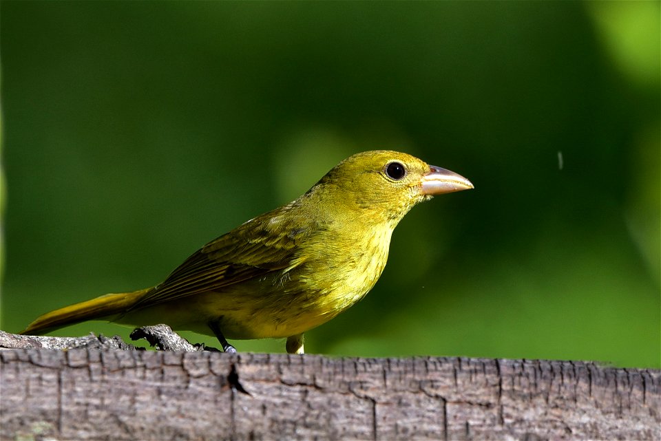 Piranga rubra (Piranga roja) - Hembra