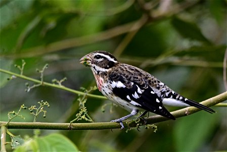 Pheucticus ludovicianus (Picogordo degollado) - Hembra
