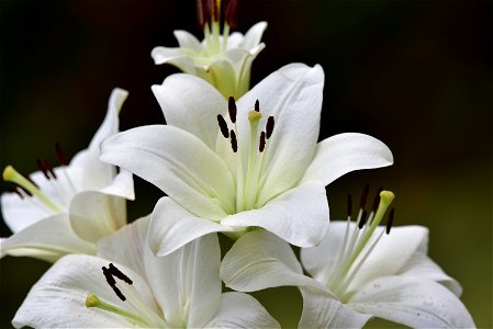 Lirio japonés (Lulium sp.)