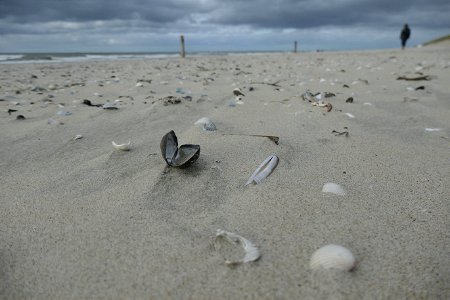 Open shell on a beach photo