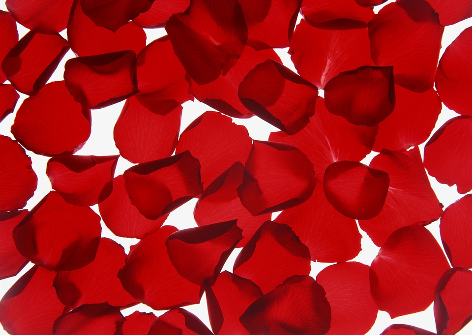 Beautiful red rose petals background