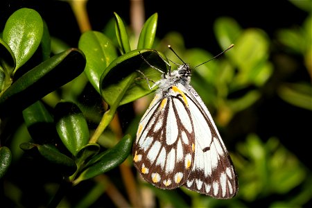 Caper White butterfly